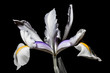 iris flower on a black background