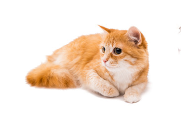  Beautiful red cat