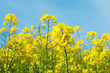 Yellow Rapeseed Flowers Reaching Up to Sky