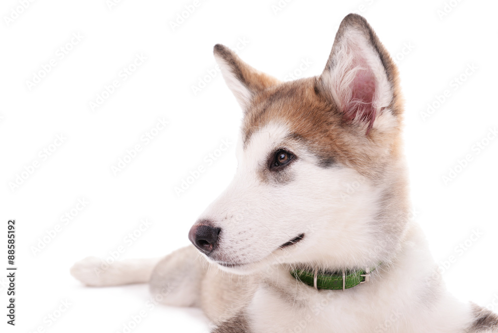 Portrait of Malamute puppy isolated on white
