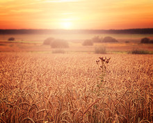 Sunset Over A Cereal Field