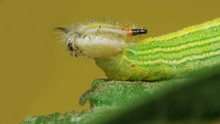 Hackberry Emperor Caterpillar Moth Mouth Jaws Macro Close Up