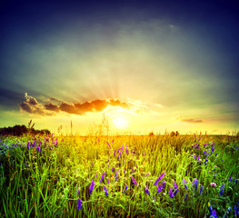 Wall Mural - field with purple flowers