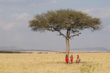 masai people in traditional costumes walks in savannah