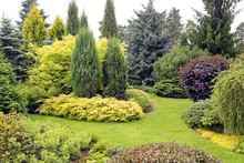 Beautiful Garden Landscape With Variety Of Conifers And Other Pl