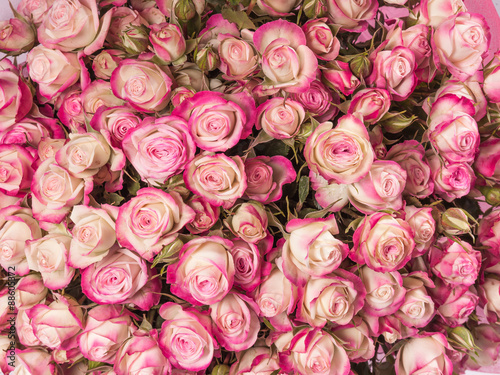 Fototapeta na wymiar Small pink roses bouquet close up