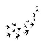 A flock of birds (swallows) go up. Black silhouette on a white background. Vector illustration.