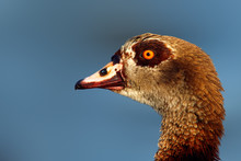 Egyptian Goose Portrait