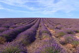 Fototapeta Lawenda - Beautiful fragrant lavender fields