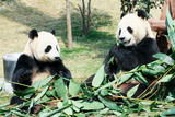 Fototapeta  - Two pandas eating bamboo