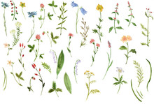 Set Of Watercolor Drawing Herbs And Flowers
