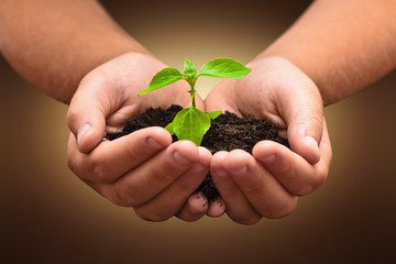 Wall Mural - Green plant in a child hands