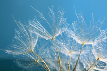Beautiful Dandelion With Water Drops On Blue Background