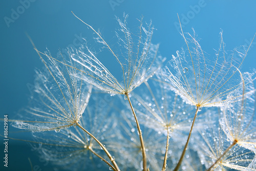 Fototapeta na wymiar Beautiful dandelion with water drops on blue background