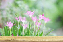 Wooden Table View And Pink Rain Lilies