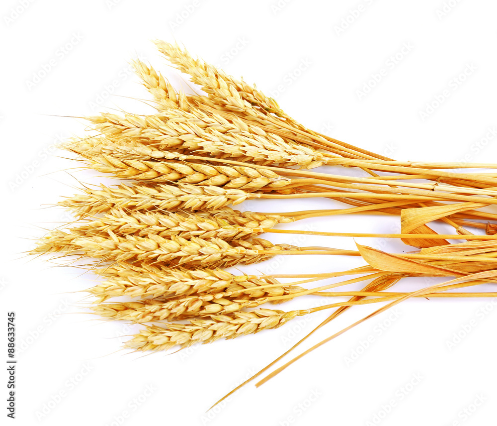 Sheaf of wheat isolated on white
