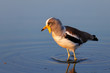 White-crowned lapwing in water
