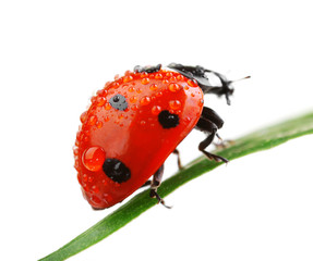 Wall Mural - Ladybug on leaf, closeup