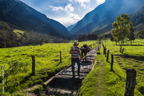 Cuadros en Lienzo Colombia; Valle del Cocora; 2014