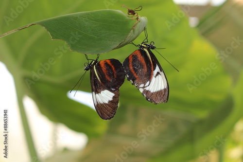 White Striped Two Black Cydno Longwing Butterflies In Innsbruck