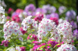 © elen31 - Phlox paniculata (Garden phlox) in bloom