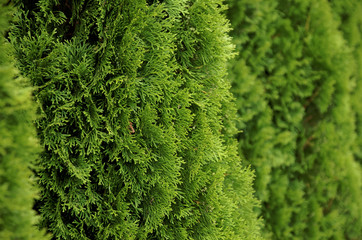 Wall Mural - Hedge of Thuja Trees