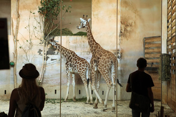 Wall Mural - PRAGUE, CZECH REPUBLIC - JUNE 2, 2015: Visitors look at the Rothschild's giraffes (Giraffa camelopardalis rothschildi) at Prague Zoo, Czech Republic.