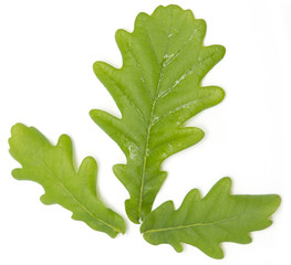 Wall Mural - young green oak leaves on a white background