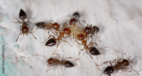Plakat mrówki na ścianie
