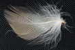© studybos - feathers on a black background