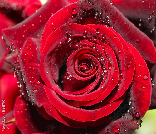 Naklejka - mata magnetyczna na lodówkę Drops of water on the rose