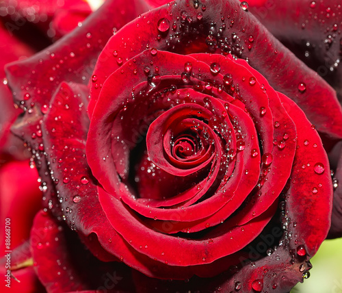 Fototapeta na wymiar Drops of water on the rose