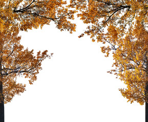 Wall Mural - dark gold fall oak half frame on white