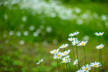 Beautifull Summer Flowers. Ligo Time In Latvia.
