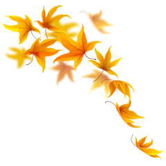 Wall Mural - falling autumn maple leaves on white, vector illustration