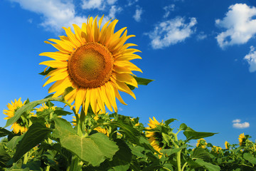 Wall Mural - sunflower field