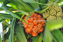 Green And Orange Palm Fruits
