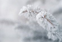 Fir Covered With Hoar Frost Closeup Photo