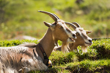 Goats On The Green Grass. Two Goats With Horns Resting On A Green Pasture In Summer