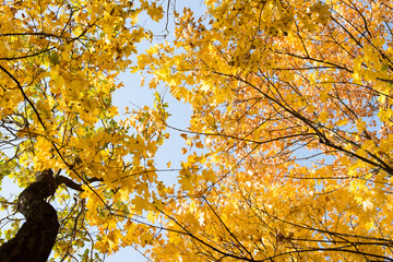 Sticker - autumn landscape