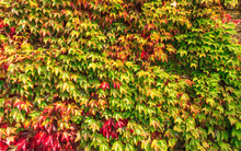 Autumn Background Wall Of Ivy Leaves