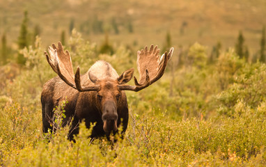 Wall Mural - Moose, Denali