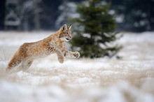 Running Eurasian Lynx Cub On Snowy Ground In Cold Winter