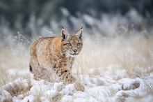 Eurasian Lynx Cub Walking On Snow With High Yellow Grass On Background