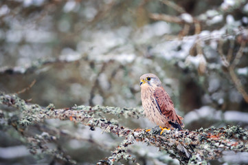 Aufkleber - Common kestrel sitting in winter on coniferous tree with lichen