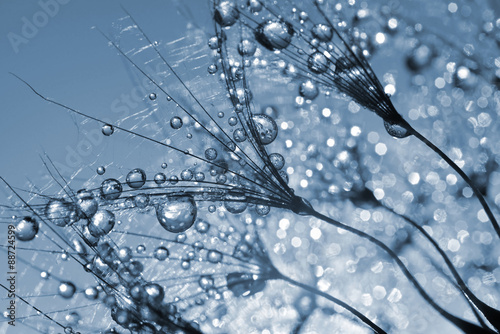 Naklejka na kafelki Dewy dandelion flower close up