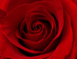 © shaunwilkinson - close up macro of red rose