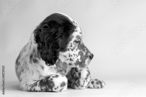 Nowoczesny obraz na płótnie Profilo della testa di un cucciolo di cane setter inglese a macchie bianco e nero