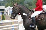 Fototapeta Konie - Award winning racehorse during celebration on a show jumping event