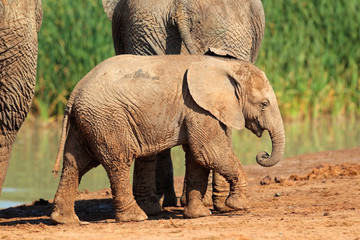 A cute baby African elephant (Loxodonta africana), Addo Elephant National Park, South Africa.